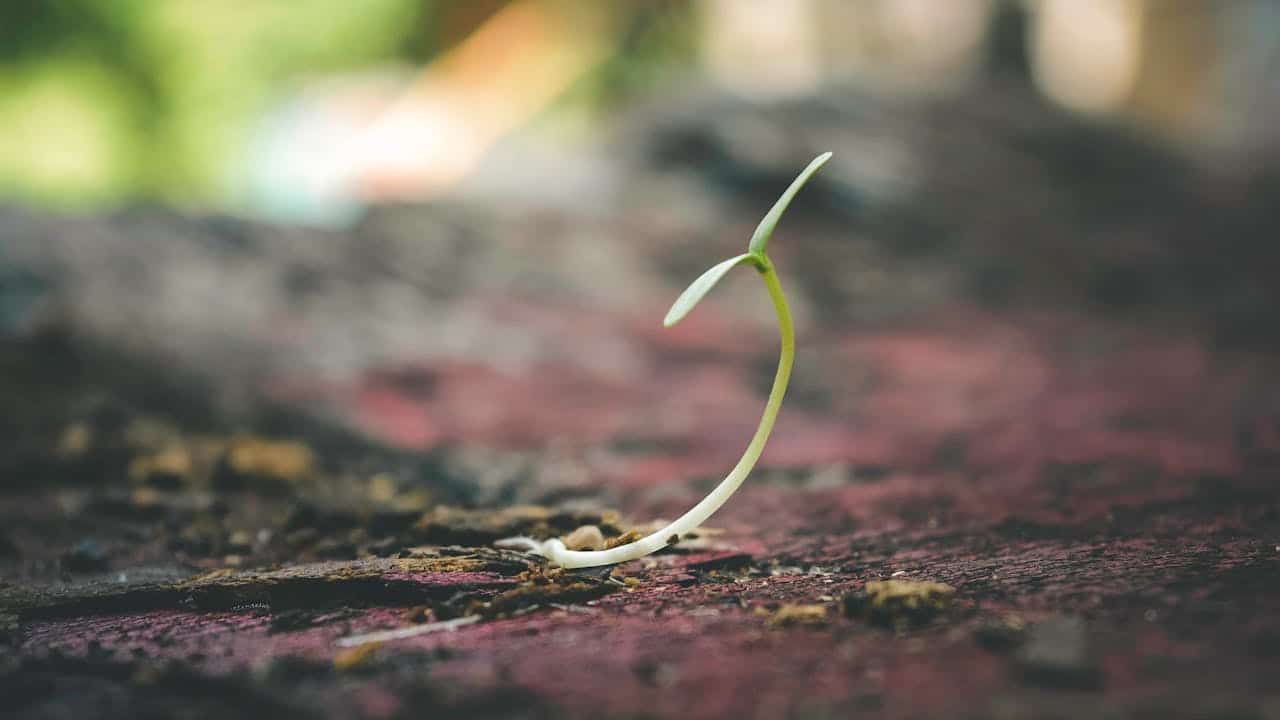 Small green seedling sprouting from soil symbolizing growth, acceptance, and new beginnings in therapy